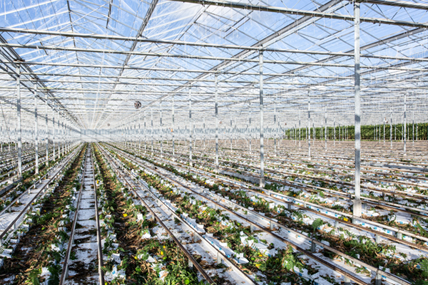 Jogetex Looftrekdoek voor teeltwisseling in de tuinbouw