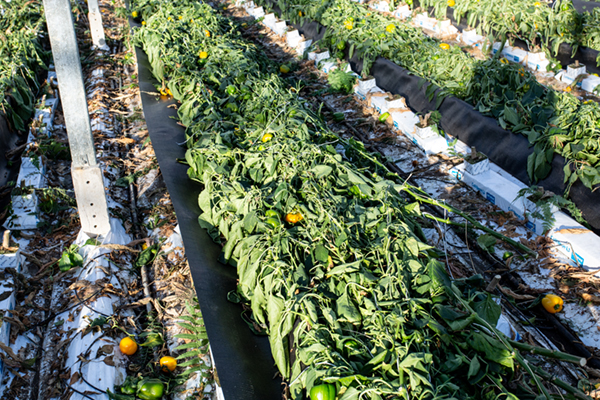 Jogetex Looftrekdoek voor teeltwisseling in de tuinbouw