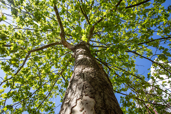 De eerste treebox in Nederland, 15 jaar later evaluatie door gemeente Apeldoorn en Joosten Kunststoffen